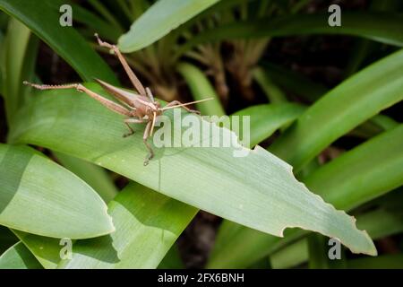Sympathique petit Brown Locust qui se rafraîcht sur la feuille Banque D'Images