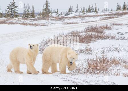 Deux ours polaires vus sur un paysage de toundra avec de la neige et des arbres en arrière-plan. Un ours avec le pied vers le haut et l'autre tête vers le haut, en regardant la distance. Banque D'Images