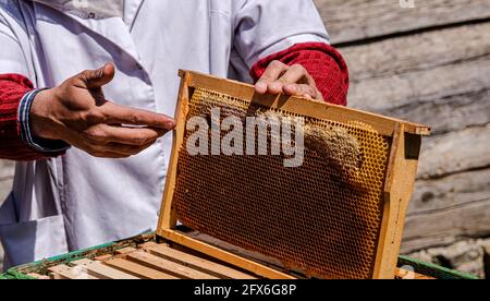 la main des apiculteurs pointe vers le nid d'abeille Banque D'Images