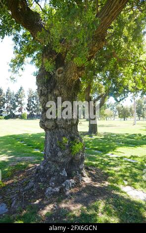 Cypress, Californie, États-Unis 24 mai 2021 UNE vue générale de l'atmosphère de Forest Lawn Cypress Memorial Park le 24 mai 2021 à Cypress, Californie, États-Unis. Photo par Barry King/Alay stock photo Banque D'Images