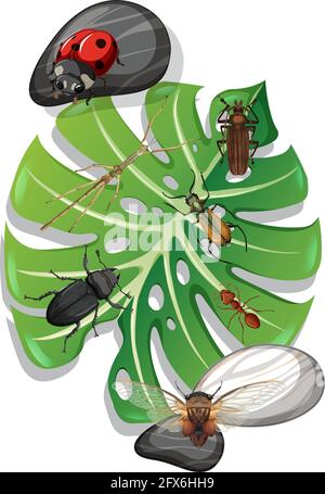 Vue de dessus de nombreux insectes sur l'illustration isolée de la feuille de monstère Illustration de Vecteur