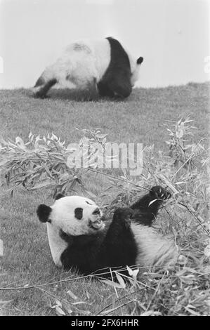 Le Prince Bernhard inaugure un abri pour les pandas géants en levant le drapeau du WWF ; 2 pandas géants, 21 mai 1987, pays-Bas, photo de l'agence de presse du XXe siècle, nouvelles à retenir, documentaire, photographie historique 1945-1990, histoires visuelles, L'histoire humaine du XXe siècle, immortaliser des moments dans le temps Banque D'Images