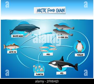 Illustration du concept de diagramme de la chaîne alimentaire arctique Illustration de Vecteur