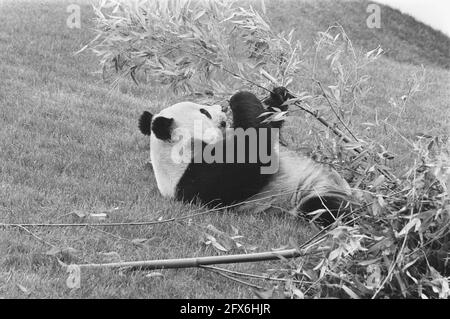 Le Prince Bernhard inaugure un abri pour les pandas géants en levant le drapeau du WWF; panda géant, 21 mai 1987, pays-Bas, agence de presse du XXe siècle photo, nouvelles à retenir, documentaire, photographie historique 1945-1990, histoires visuelles, L'histoire humaine du XXe siècle, immortaliser des moments dans le temps Banque D'Images