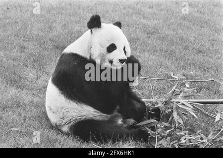 Le Prince Bernhard inaugure un abri pour les pandas géants en levant le drapeau du WWF; panda géant, 21 mai 1987, pays-Bas, agence de presse du XXe siècle photo, nouvelles à retenir, documentaire, photographie historique 1945-1990, histoires visuelles, L'histoire humaine du XXe siècle, immortaliser des moments dans le temps Banque D'Images