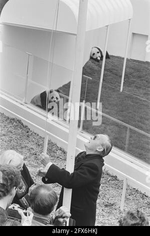 Le Prince Bernhard inaugure un abri de pandas géants en levant le drapeau du WWF, 21 mai 1987, pays-Bas, agence de presse du XXe siècle photo, news to remember, documentaire, photographie historique 1945-1990, histoires visuelles, L'histoire humaine du XXe siècle, immortaliser des moments dans le temps Banque D'Images