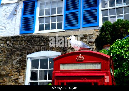 Un mouette se trouve sur la cabine téléphonique rouge. Scène colorée en bord de mer. Blanc, rouge, bleu Banque D'Images