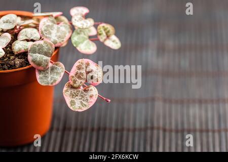 Gros plan des feuilles de Ceropegia woodii variegata. Chaîne de coeurs ou vigne rosaire ou cœur-sur-une-chaîne ou plante de vigne de chérie, foyer doux Banque D'Images