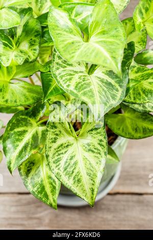 Les feuilles vertes Syngonium podophyllum en gros plan. Plante en pot à tête de flèche. Maison intérieure dans le jardin de jungle urbaine. Banque D'Images