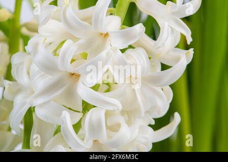 Vue macro sur le jardin de printemps, fleur en jacinthe blanche Banque D'Images