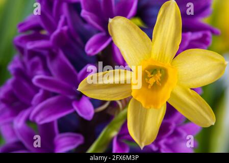Vue macro des fleurs jonquilles Banque D'Images