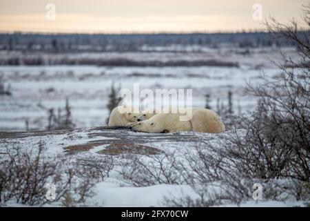 La famille des ours polaires se couche sur les rives de la baie d'Hudson en novembre, attendant que la glace de mer se forme pour qu'ils puissent chasser l'hiver. Banque D'Images