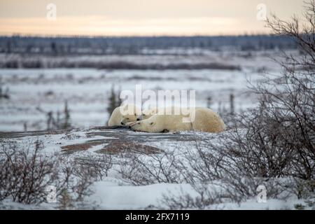 La famille des ours polaires se couche sur les rives de la baie d'Hudson en novembre, attendant que la glace de mer se forme pour qu'ils puissent chasser l'hiver. Banque D'Images