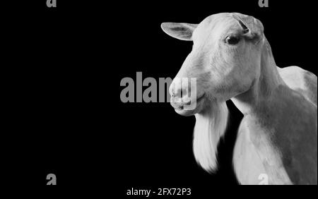 Joli visage de chèvre blanc de ferme dans le fond noir Banque D'Images