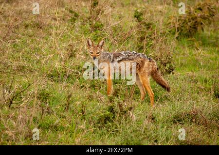 Jackal à dos noir (Lupullella mesomelas syn Canis mesomelas), également connu sous le nom de jackal à dos argenté ou rouge. Photographié dans le parc national de Serengeti, Banque D'Images