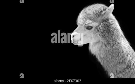 Gros plan Alpaca blanc sur fond noir Banque D'Images