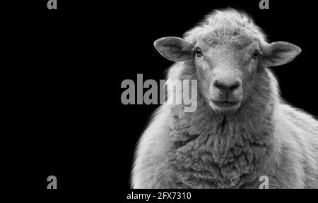Joli mouton debout dans le fond noir Banque D'Images