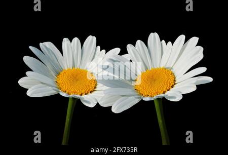 Deux belles fleurs de marguerites blanches Banque D'Images