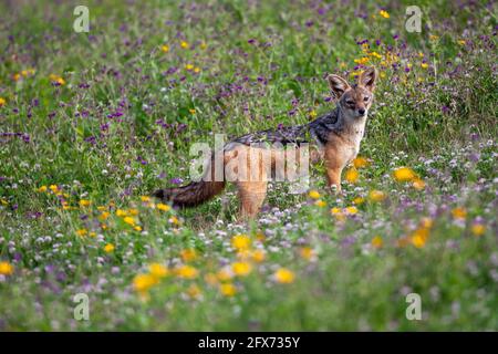 Jackal à dos noir (Lupullella mesomelas syn Canis mesomelas), également connu sous le nom de jackal à dos argenté ou rouge. Photographié dans le parc national de Serengeti, Banque D'Images