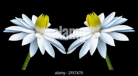 Magnifique Lotus de Nymphaea blanc dans le fond noir Banque D'Images