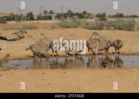 Chukar Partridge ou Chukar (Alectoris chukar) photographié en Israël, près d'une piscine d'eau du désert du Negev. Un oiseau de chasse paléoarctique dans la famille faisante Banque D'Images