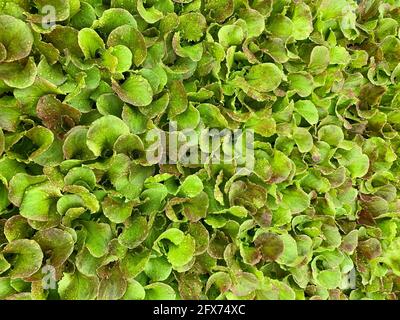 Arrière-plan avec feuilles de mélange de salade. Assiette à salade fraîche. Banque D'Images
