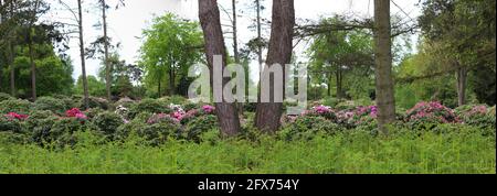 Photo panoramique d'une ferme de rhododendron dans une zone de tourbe Banque D'Images