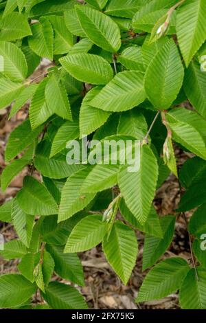 Betula chichibuensis laisse du bouleau de printemps japonais Banque D'Images