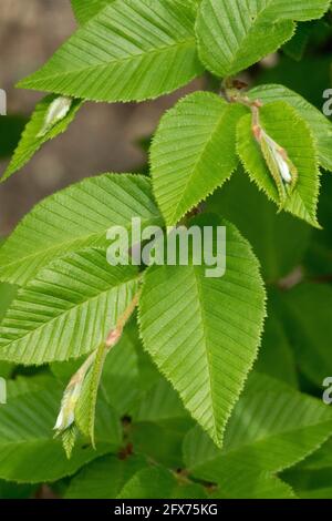 Betula chichibuensis laisse du bouleau de printemps japonais Banque D'Images