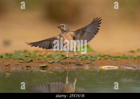 Linnet commun ( Linaria cannabina syn Fringilla cannabina ou Carduelis cannabina تفاحي مألوف ) près d'une flaque d'eau, israël. Photographié en mai Banque D'Images