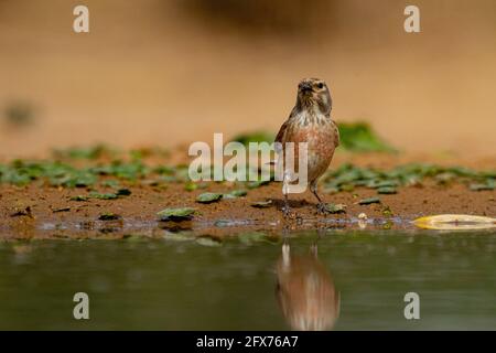 Linnet commun ( Linaria cannabina syn Fringilla cannabina ou Carduelis cannabina تفاحي مألوف ) près d'une flaque d'eau, israël. Photographié en mai Banque D'Images