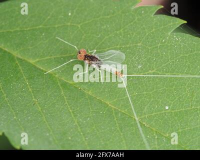 Photo macro de la mouche adulte de Diphetor hageni Banque D'Images