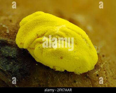 Moule jaune à chaux sous le microscope, champ de vision horizontal d'environ 3 mm Banque D'Images