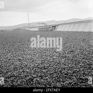 Projet Inga, barrage dans le fleuve Zaïre, 24 octobre 1973, rivières, barrages, Pays-Bas, Agence de presse du XXe siècle photo, nouvelles à retenir, documentaire, photographie historique 1945-1990, histoires visuelles, L'histoire humaine du XXe siècle, immortaliser des moments dans le temps Banque D'Images