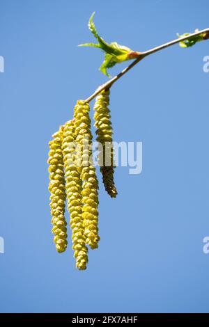 Betula grossa Cerisier japonais bouleau Catkins Spring Flower pollen de printemps Banque D'Images