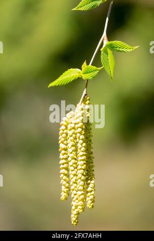 Betula grossa Cerisier japonais Birch Catkins fleur de printemps Banque D'Images