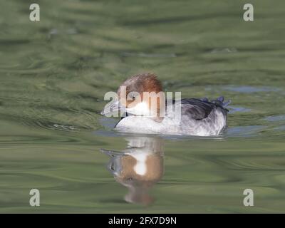 SMEW - Mergellus albellus Sussex femelle, Royaume-Uni BI031789 Banque D'Images