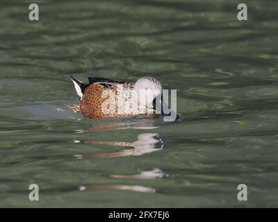 Red Shoveler Anas platalea Sussex, Royaume-Uni BI031797 Banque D'Images