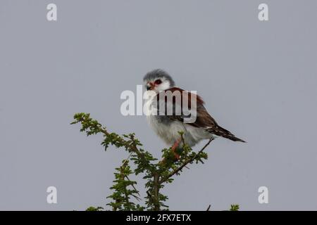 faucon pygmée africaine (Polihierax semitorquatus) perchée sur un arbre épineux. C'est le plus petit rapaleur du continent africain. Il se trouve dans ea Banque D'Images