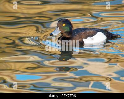 Canard touffeté - natation sur l'eau colorée Aythya fuligula Gloucester, Royaume-Uni BI031801 Banque D'Images