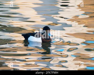 Canard touffeté - natation sur l'eau colorée Aythya fuligula Gloucester, Royaume-Uni BI030809 Banque D'Images