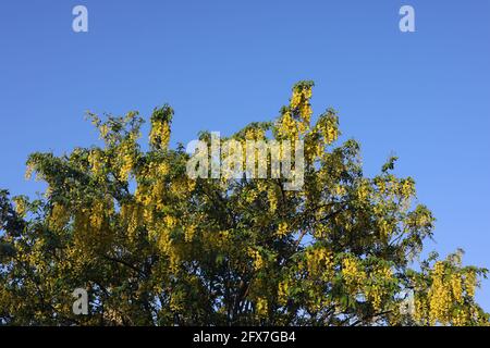 Laburnum x Watereri 'Vossii' a vu fleurir dans un jardin anglais. Banque D'Images