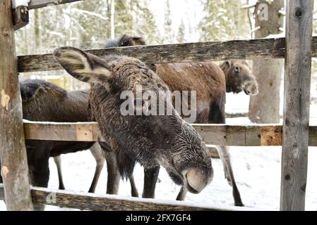 Ferme d'orignaux de Sumarokovskaya à Kostroma Banque D'Images