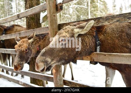 Ferme d'orignaux de Sumarokovskaya à Kostroma Banque D'Images