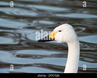 Bewicks Swan Cygnus columbianus bewickii West Country, Royaume-Uni BI031843 Banque D'Images