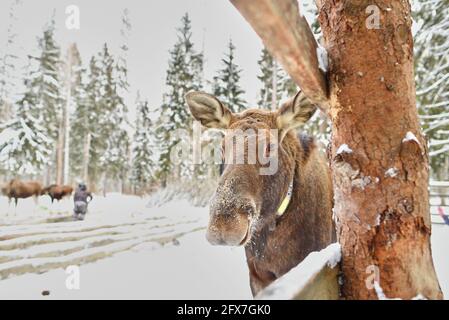 Ferme d'orignaux de Sumarokovskaya à Kostroma Banque D'Images