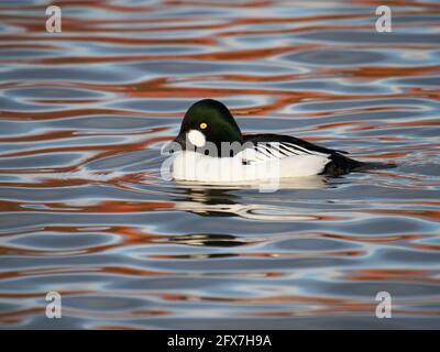 Common Goldeneye - drake nageant Bucephala clangula West Country, Royaume-Uni BI031851 Banque D'Images