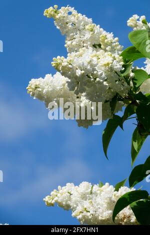 Syringa vulgaris Madame Lemoine beau lilas blanc Banque D'Images