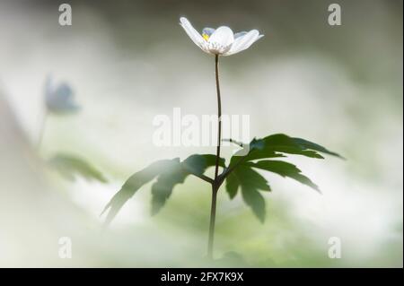 Close-up de l'anémone des bois (Anemone nemorosa) fleur, la Suède. Banque D'Images