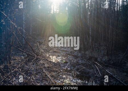 La route de la forêt est surcultivée dans les rayons du soleil du soir. Un vieux sentier dans une forêt brousse Banque D'Images